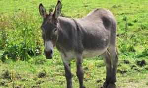 Ein Esel auf der grünen Wiese