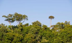 Regenwald Brasilien