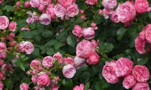 Rosenblüten
