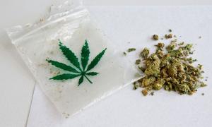 Cannabis