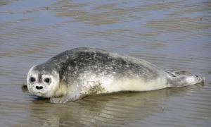 Eine Robbe liegt am Strand