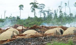 Holzkohle Herstellung Brasilien