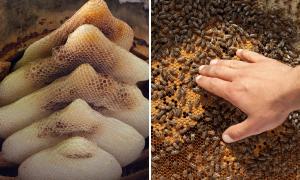 Links sieht man leere Bienenwaben, rechts Bienenwaben auf denen unzählige Bienen sitzen und die von einer Hand berührt werden.