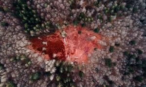 Ein ausgetrockneter Wald in dem ein Brand stattgefunden hat von oben.