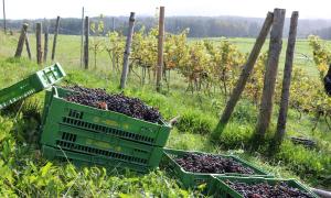 Weinreben