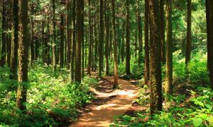 Blick auf einen Waldweg mit Waldlandschaft 
