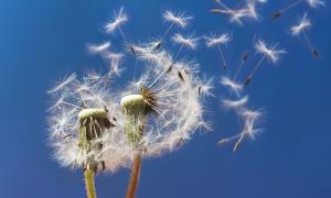 pusteblume mit Luft