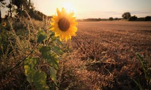 Eine Sonnenblume vor der untergehenden Sonne