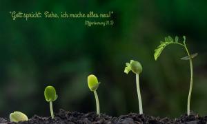wachsende Pflanze