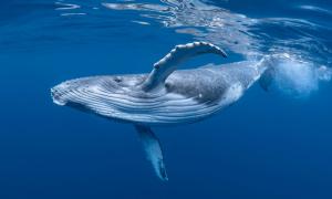 Ein Wal im Wasser